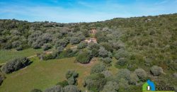Farm for Sale in Gallura