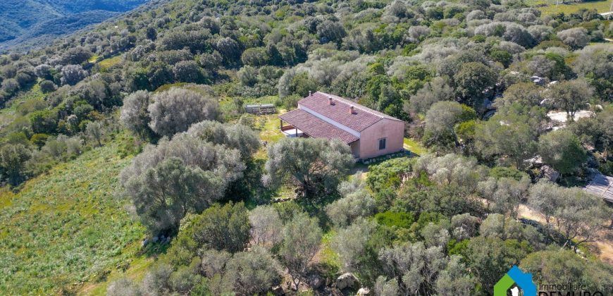 Farm for Sale in Gallura