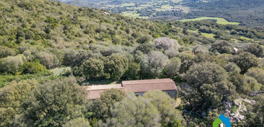 Farm for Sale in Gallura