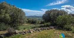 Farm for Sale in Gallura