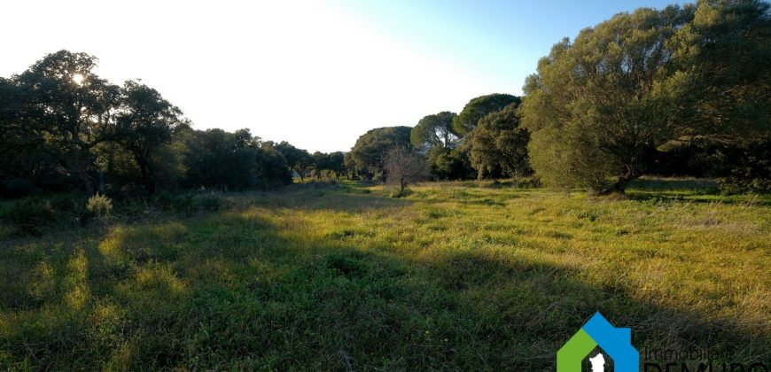 Stazzo In Vendita  Sardegna Ref. Su Canale