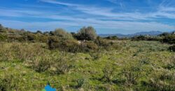 Tenuta agricola in vendita Olbia Ref Cuncosu