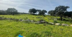 Tenuta agricola in vendita Olbia Ref Cuncosu
