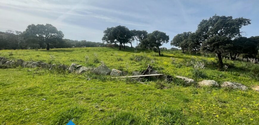 Tenuta agricola in vendita Olbia Ref Cuncosu