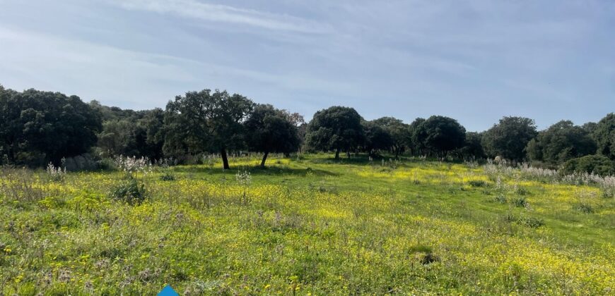 Tenuta agricola in vendita Olbia Ref Cuncosu