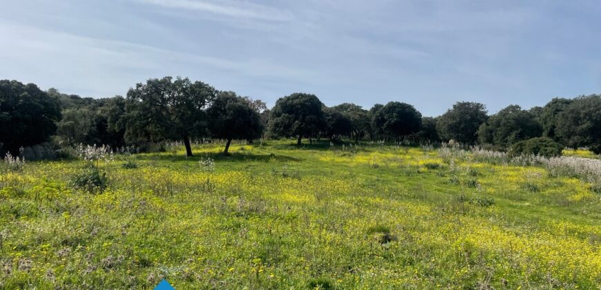 Tenuta agricola in vendita Olbia Ref Cuncosu
