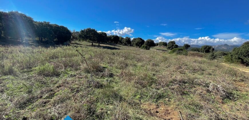 Tenuta agricola in vendita Olbia Ref Cuncosu
